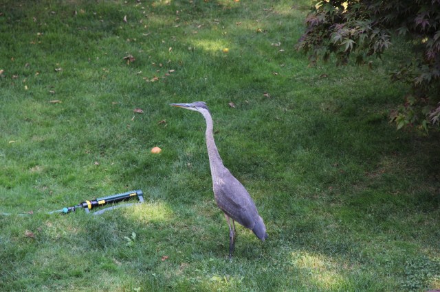 Sorry, not the best photo