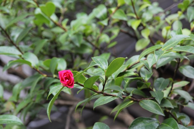 Blooming Camelia