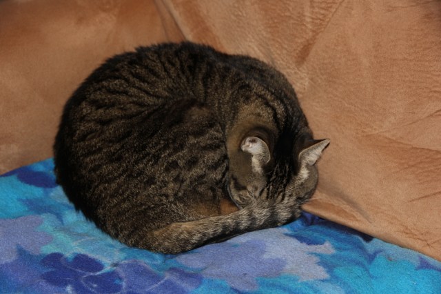 Fine, I'll just curl up here and take a nap 