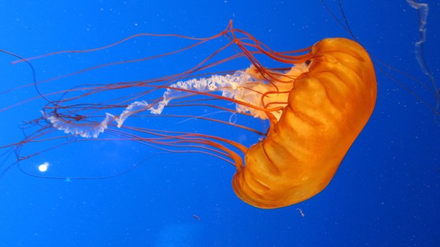 Jellyfish