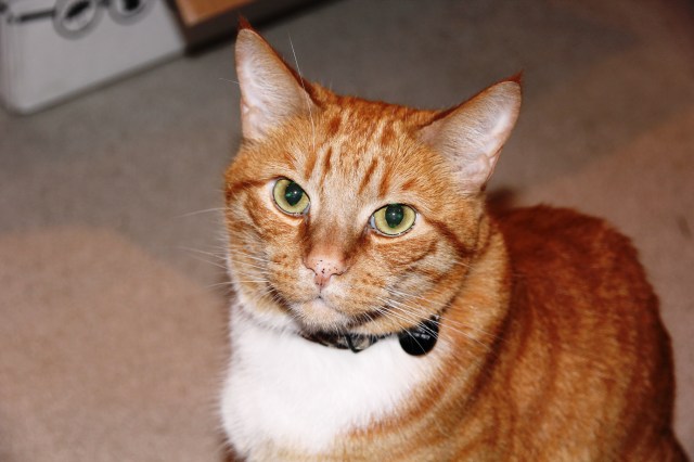 Of course you should