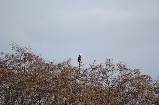 Baldy on Duck Island