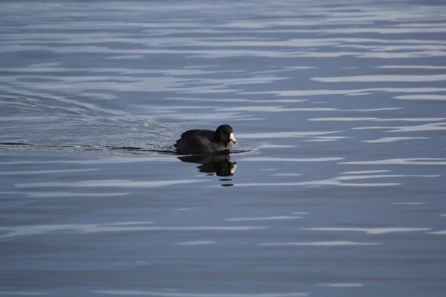 Greenlake Coot