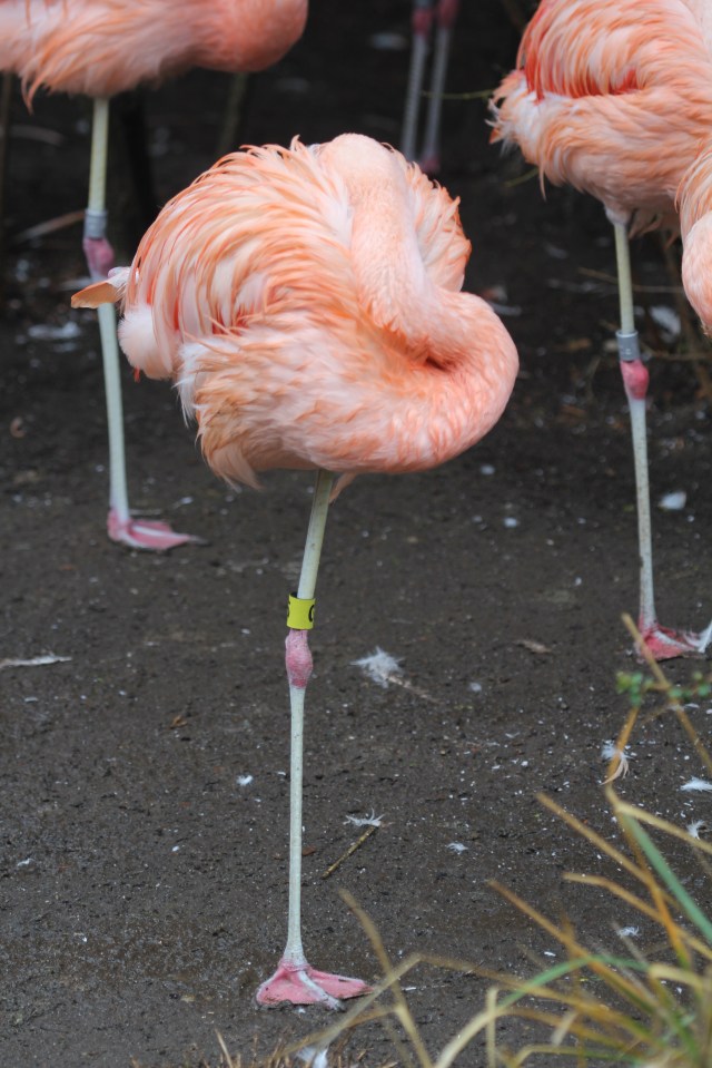 Silly flamingos