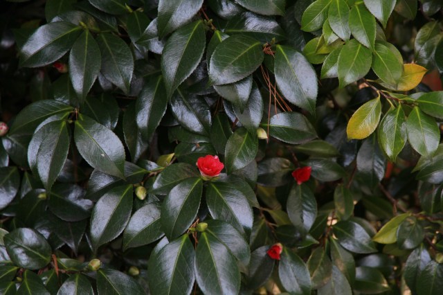 Camelia blooming