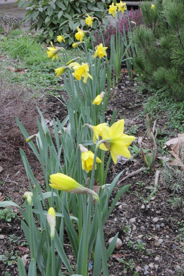 Daffodils, sure sign of Spring