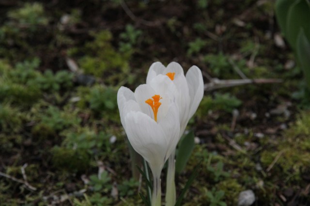 That Mike grows a mean flower