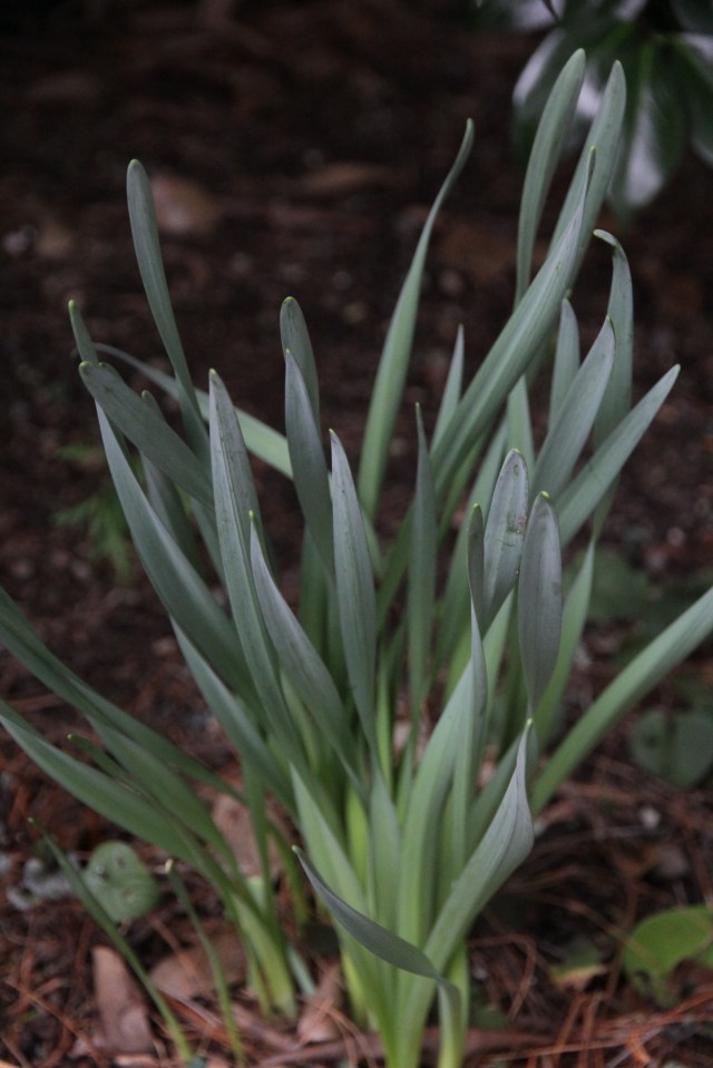 Our struggling flora