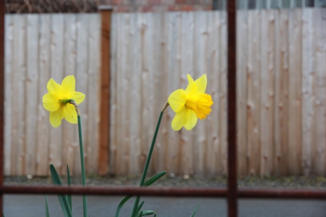 Rainy daffodils
