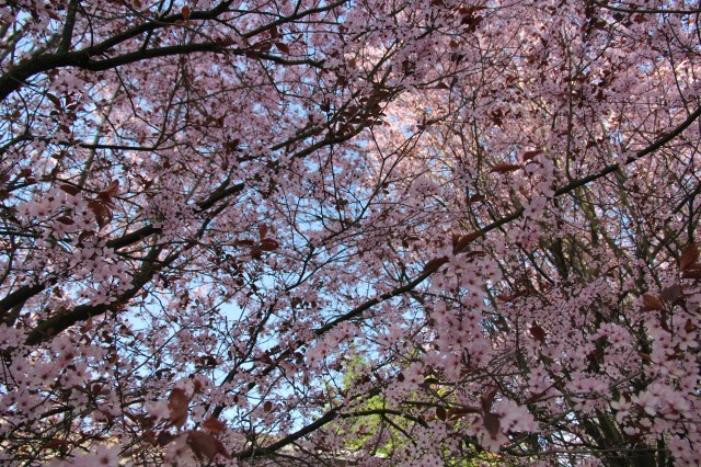 Canopy of cherry blossoms