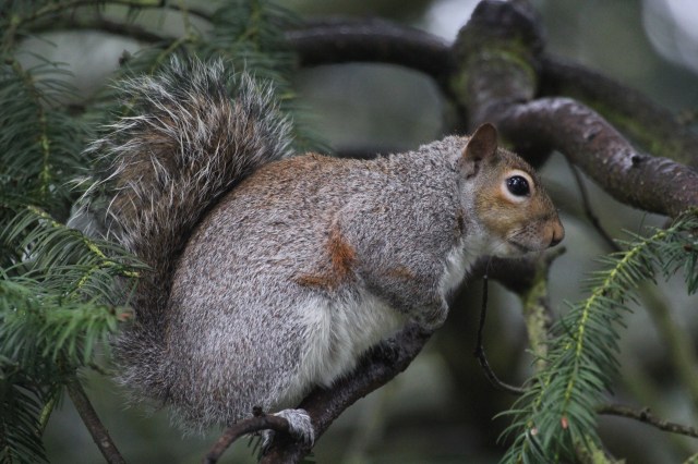 Buddy, can you spare a peanut?