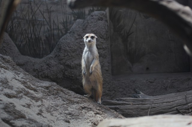 Meerkat