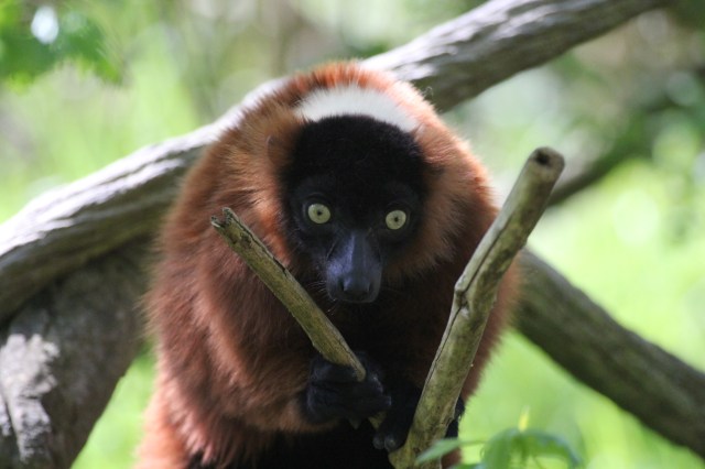 Red Ruffed Lemur