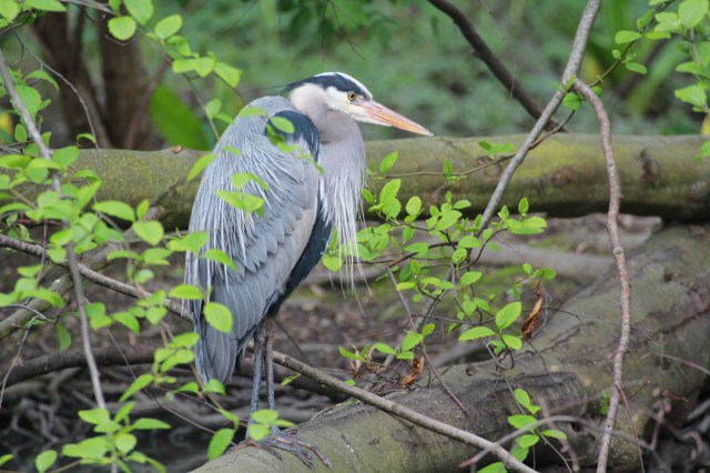 I'll just hide back here where no-one can see me