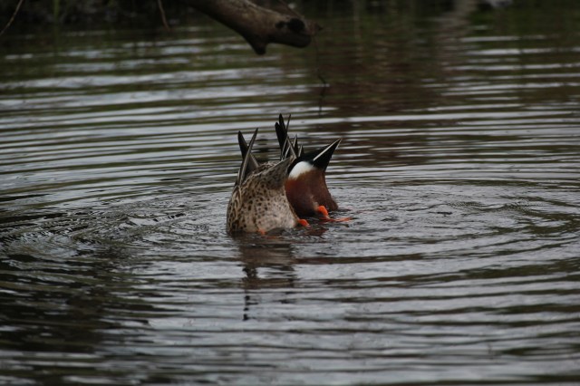 Synchronized Duck Butts