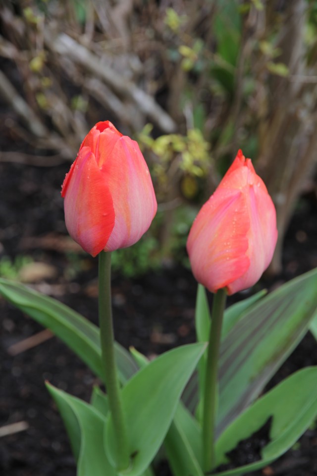 Two Tulips