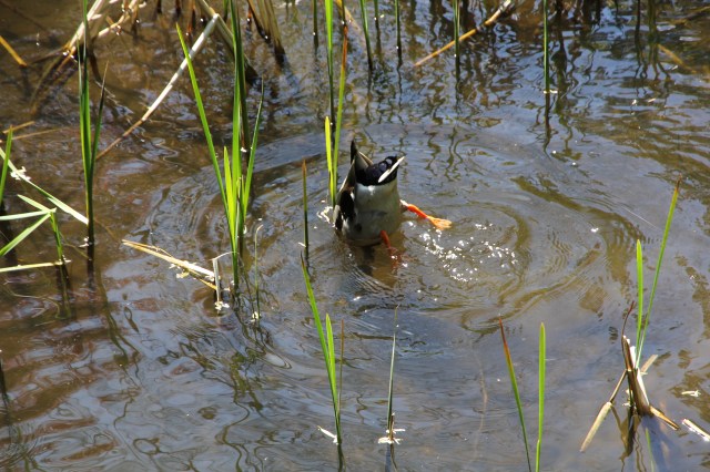 Zoo duck butt