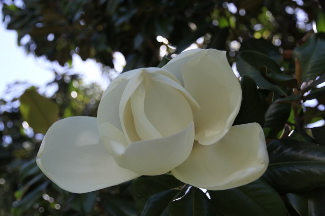 Magnolia