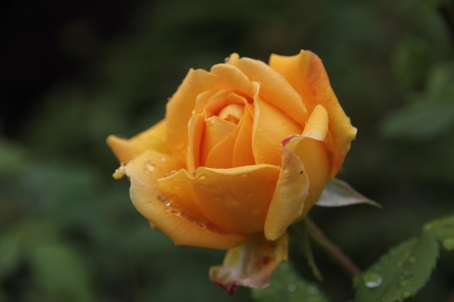 Yellow rose