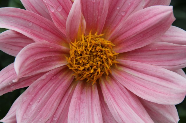pink and yellow flower