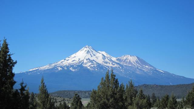 Shasta