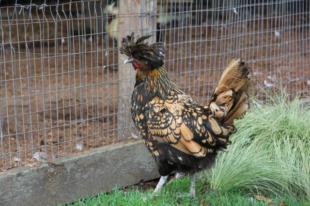 Fancy chicken