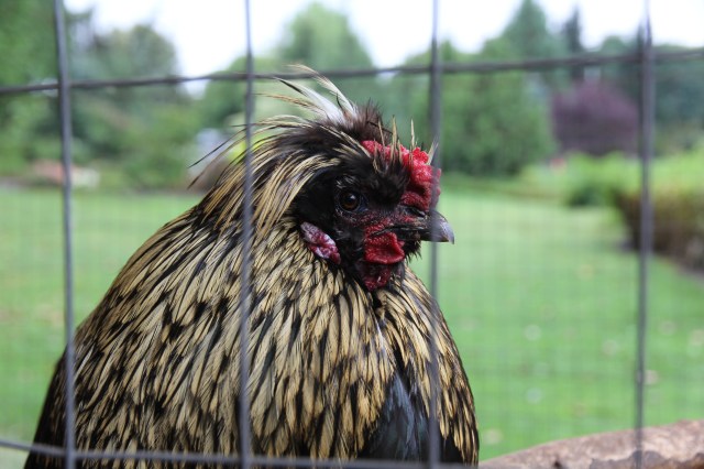 Stately chicken