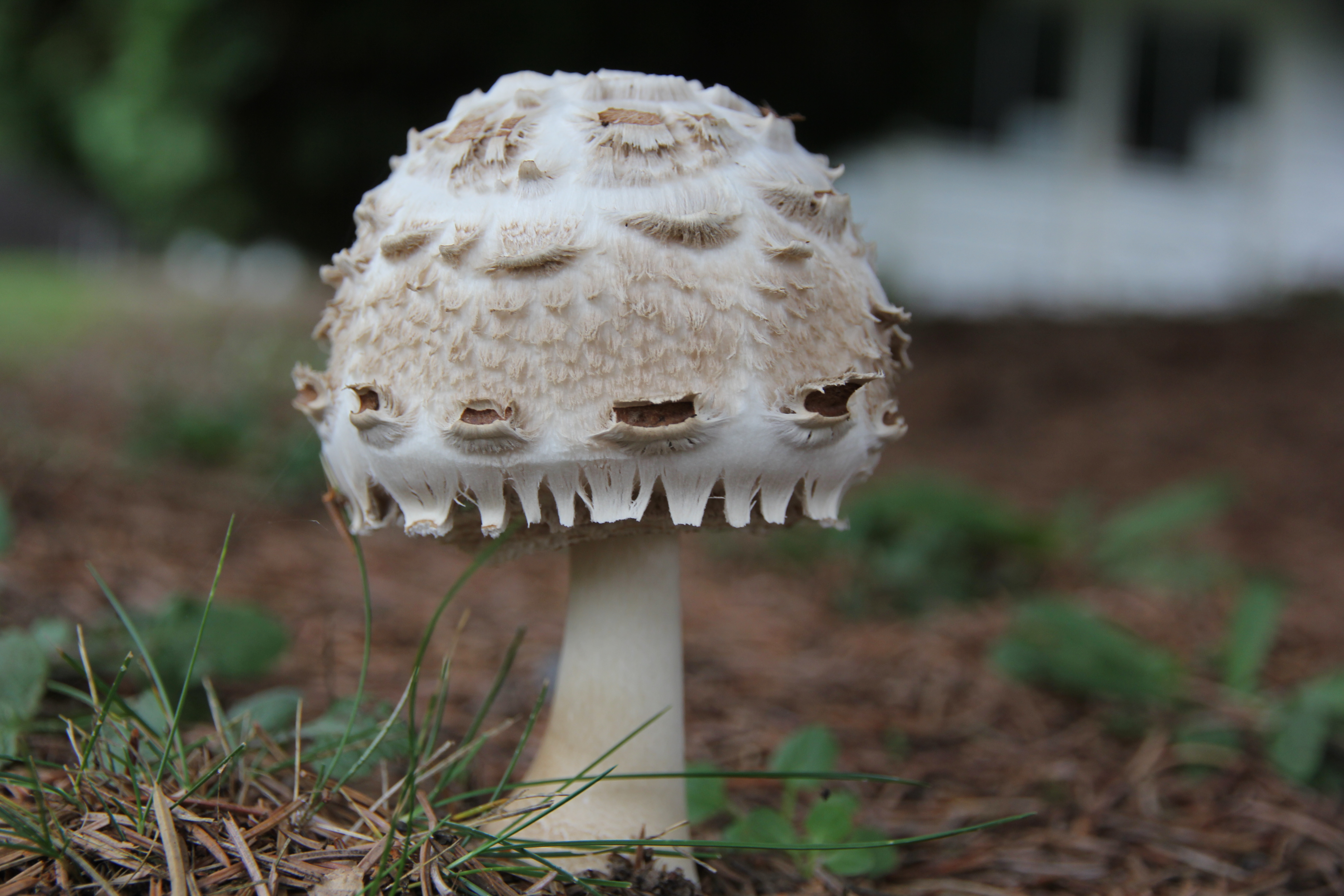 Shroom1