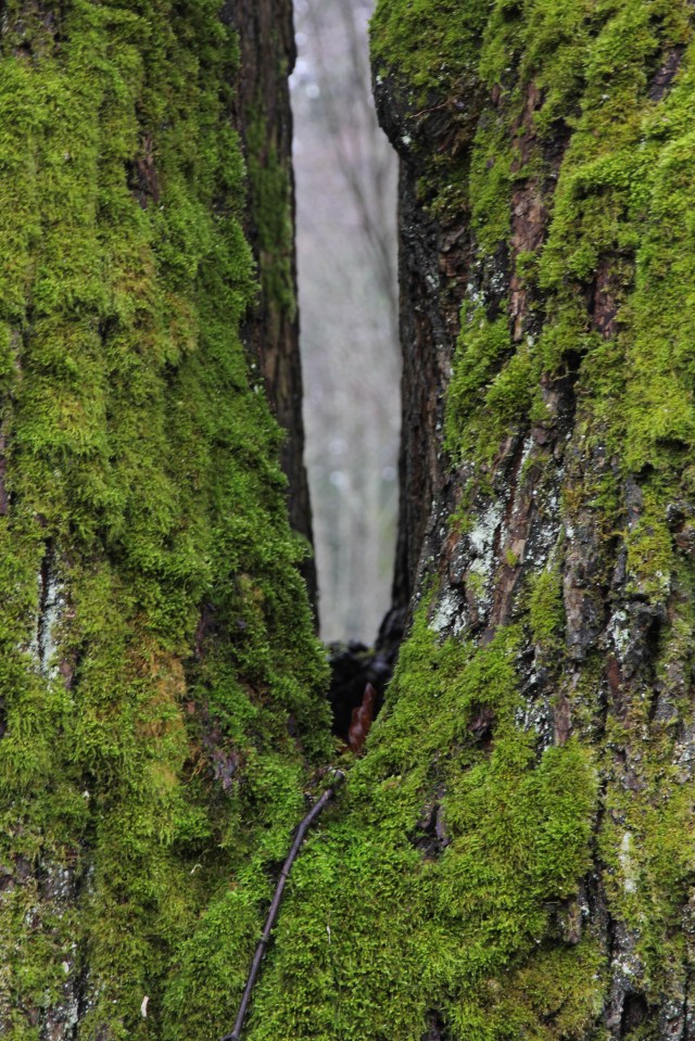Forest thru the trees