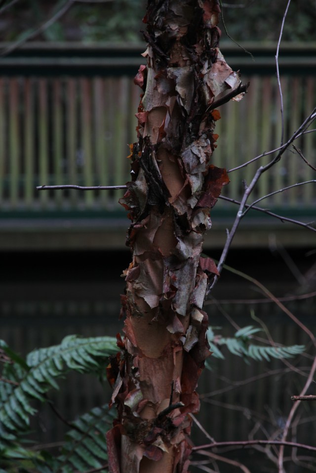Gnarled bark