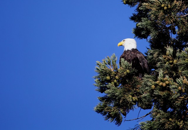 Bald Eagle