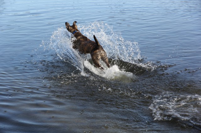 Jet-skiing dog