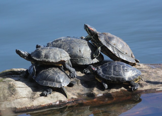 Turtle Stacking
