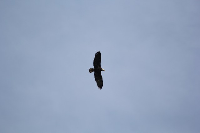 Young Bald Eagle