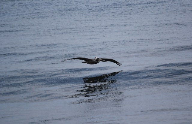 Pelican