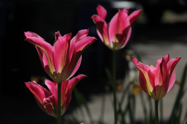 Tulips