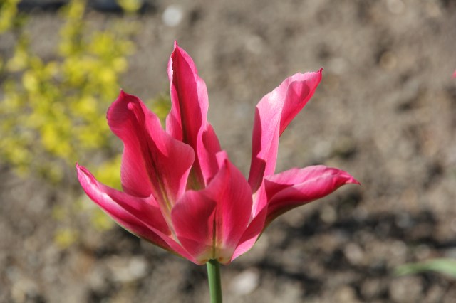 Mo tulip