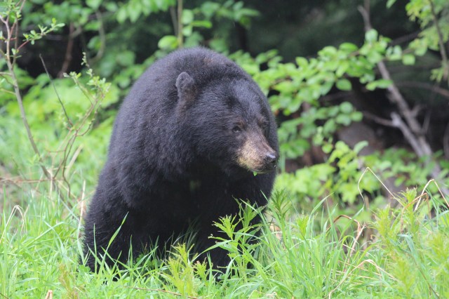 Same BEAR! Different day