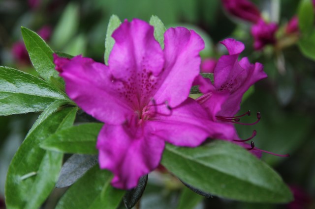 Shallow Azalea