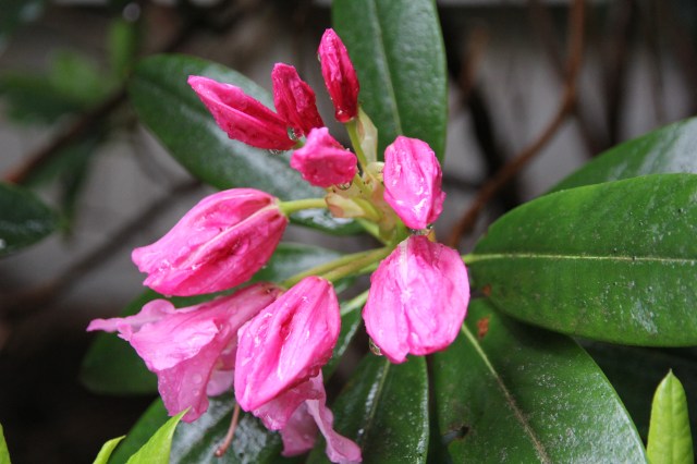 Small Rhodie