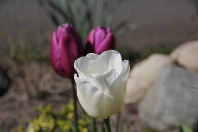 Tres tulip