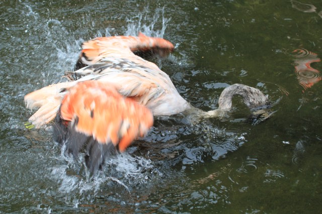 Flamingo bath