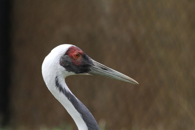 Red Crowned Crane