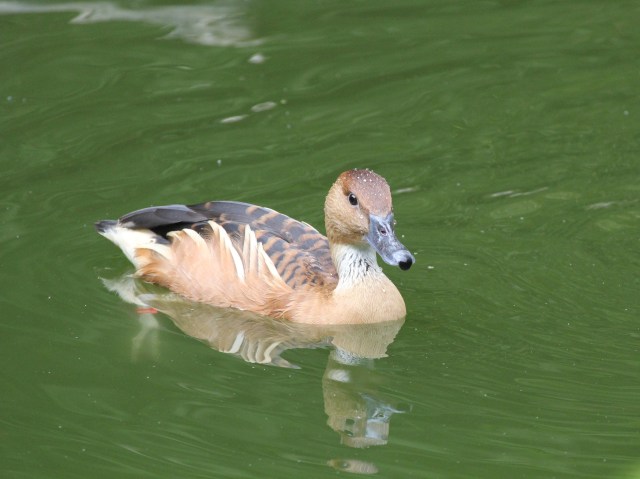Tiger striped duck