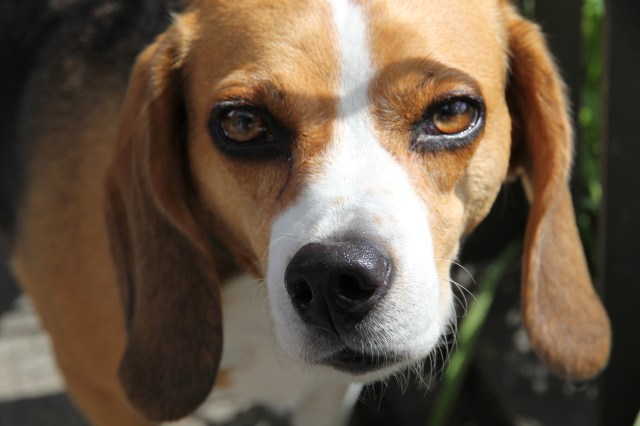 Beagle