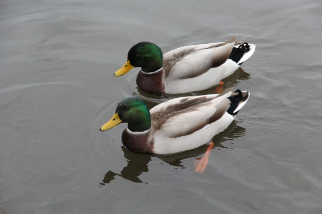 Synchronized ducking