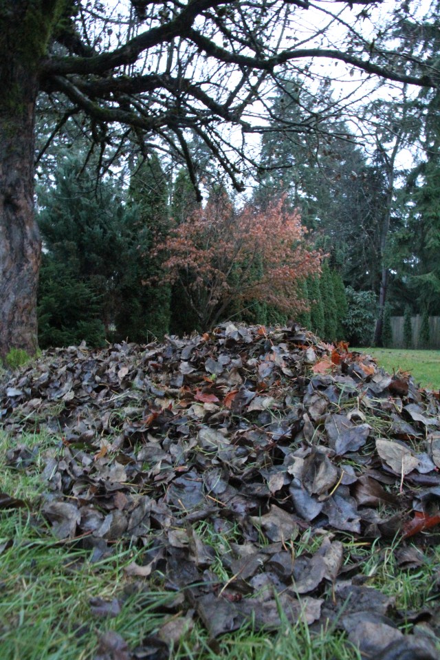 Pile O Leaves