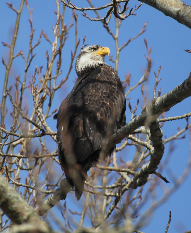 Bald Eagle