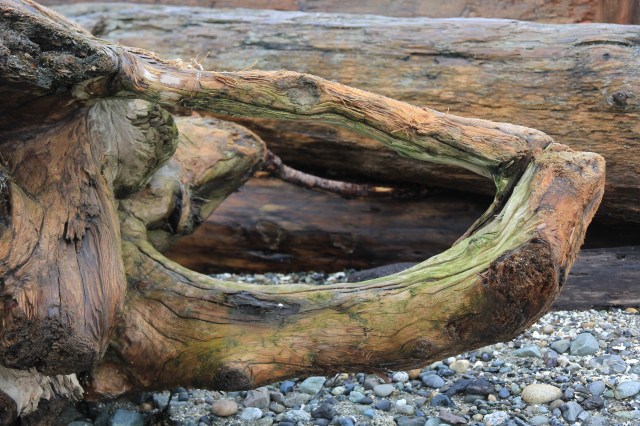 Driftwood