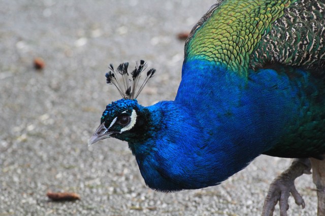 Peacock